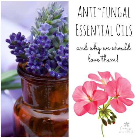13 Anti-Fungal Necessities | Essential oils, Essential oils herbs, Essential oil benefits