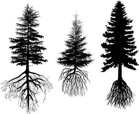 Firs With Roots Stock Illustration Tree Roots Tattoo Pine Tree