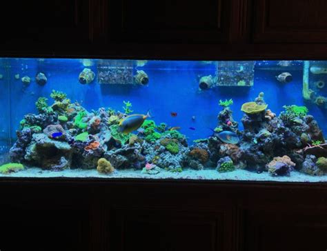 300 Gallons Fish Tanks And Aquariums