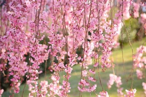 Double Pink Weeping Cherry Blossom Tree Bright Pink Blossoms Cascade