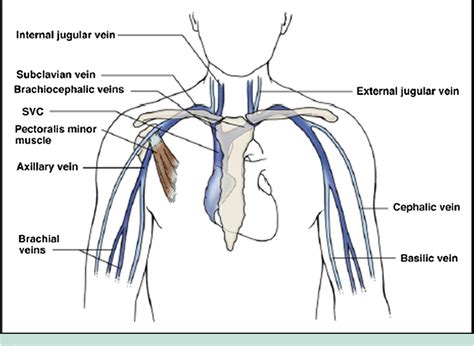 Upper Limb Venous System