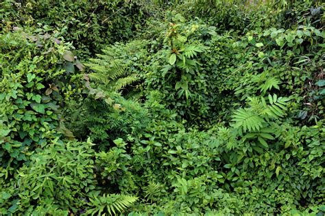 Free Stock Photo Of Botany Bush Forest