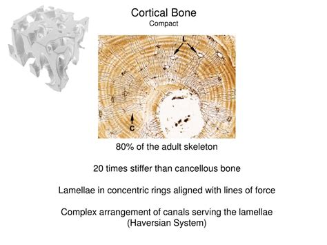 Ppt Bone Function Structure Powerpoint Presentation