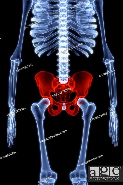 Human Skeleton Under The X Rays 3d Render Stock Photo Picture And