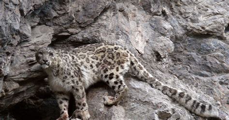 Return Of The Snow Leopard Brings Hope To Remote Afghan Region Cbs News