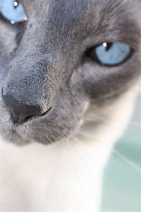 484 Best Siamese Addiction Images On Pinterest Oriental Cat Siamese