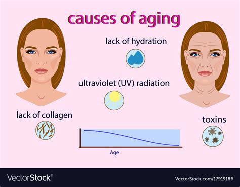 Causes Aging With Two Royalty Free Vector Image