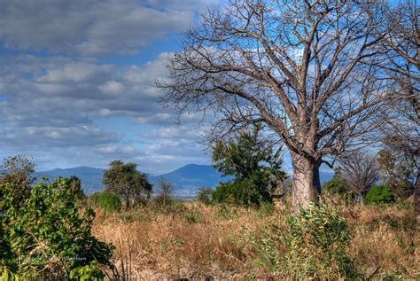 Baobab Trees And Lk Malawi Malawi Derek Winterburn Flickr