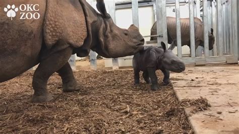 Watch Okc Zoo Welcomes New Baby Rhino
