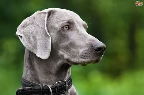 Weimaraner Dog Breed Facts Highlights And Buying Advice Pets4homes