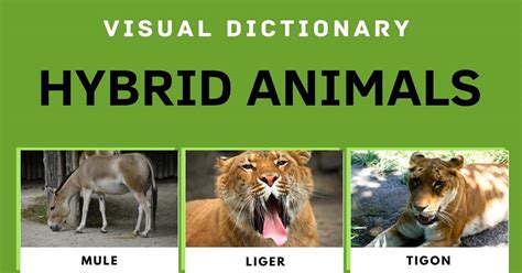 Hybrid Animals List Of Real Hybrid Animals With Cool Facts And Pictures