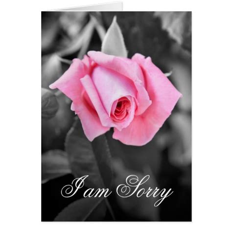 Beautiful Pink Rose I Am Sorry Floral Card Zazzle