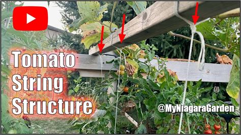 Stringing Up Tomatoes My Structure So 17 Tomato Vines Only Use 1 Sqft