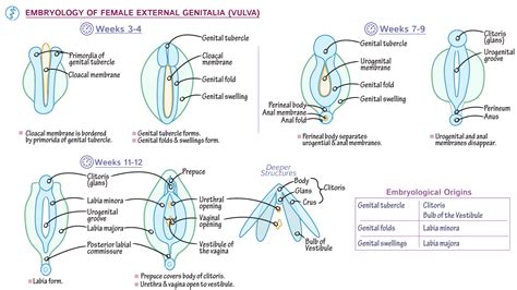 Embryology Fundamentals Development Of The Vulva Draw It To Know It