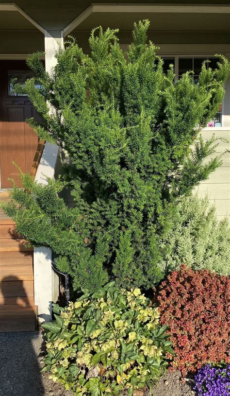 A Yew? is there a way to fix this? My wife wants to remove it. Can it