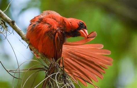 Molting Cardinal Smithsonian Photo Contest Smithsonian Magazine