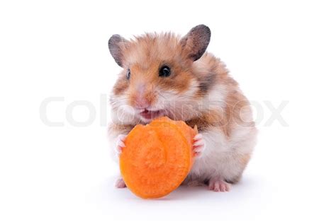 Red Hamster Eating Carrot Isolated On White Stock Photo Colourbox