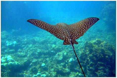 How Many Types Of Stingrays Are There In The World Animal Enthusias Blog
