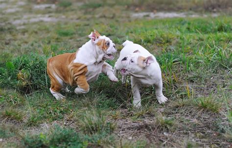 Bulldog Exercise Benefits And Types Of Exercises For Your Bulldog