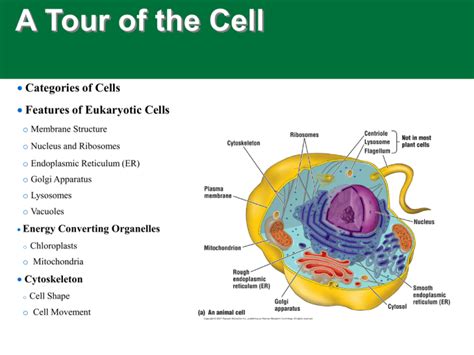 Eukaryotic Cells Definition Characteristics Structure Examples Riset