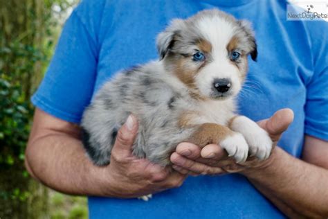 These dogs are also wonderful with children and extremely devoted and loving to their owners. Australian Shepherd puppy for sale near Houston, Texas. | 2d44cfa2-8f41