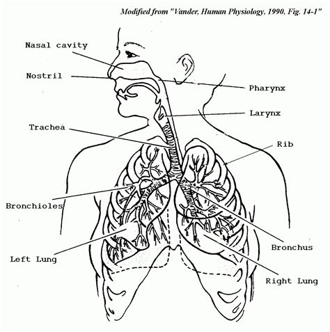 Easy Drawing Of Circulatory System Clip Art Library