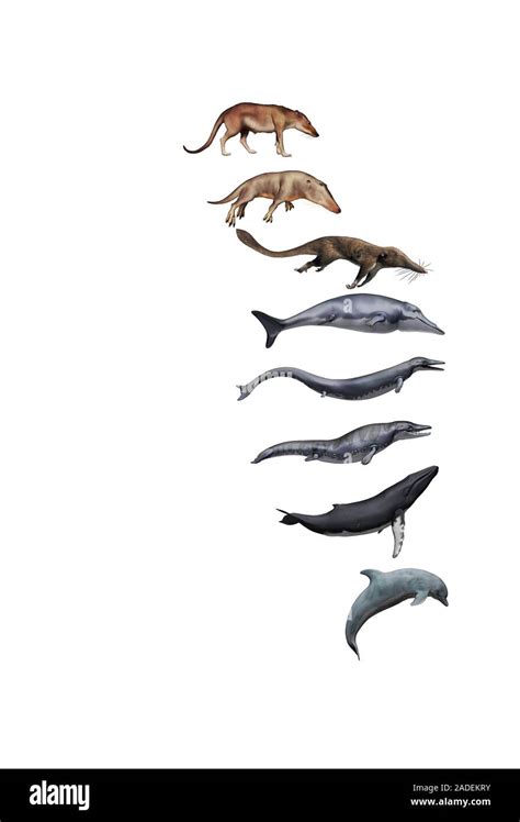 Whale Evolution Illustration Of Six Prehistoric Whale Ancestors And