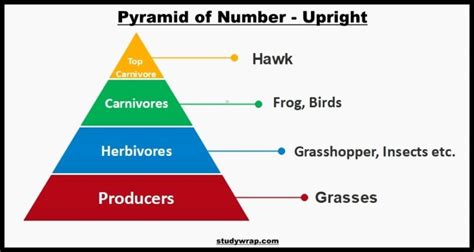 Ecological Pyramid Of Numbers Worksheet