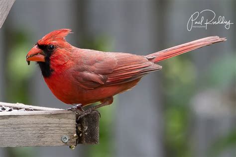 How To Attract Northern Cardinals To Your Yard In 4 Easy Steps Paul