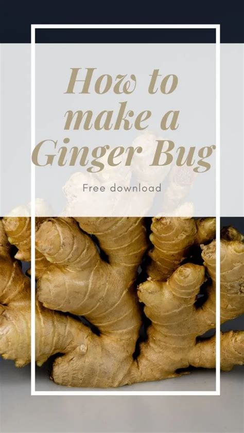 Make Your Own Ginger Bug Nicole Telkes Ginger Soda Ginger Bug Fresh