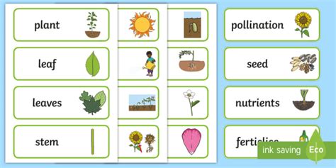 Plant Vocabulary Teacher Made