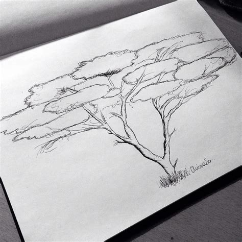 Acacia Tree African Tree Tree Drawing Tree Silhouette Tattoo