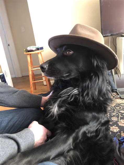 Burt Macklin In A Cowboy Hat Cute Cats And Dogs Cowboy Hats Funny Dog Memes