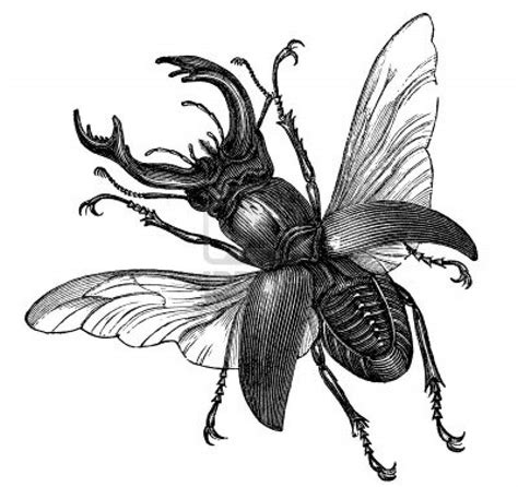 A Vintage Engraved Illustration Of A Stag Beetle Engraving