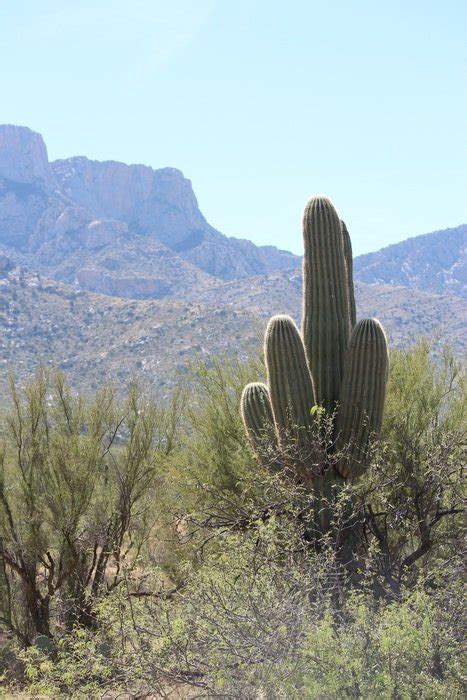 Cactus In Arizona Desert Scene Free Image Download