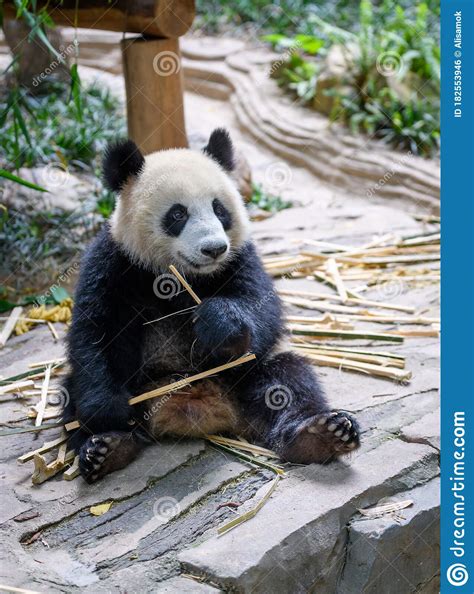 Cute Panda Sitting And Eating Bamboo Stock Photo Image