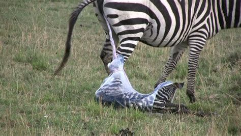 A Zebra Giving Birth Stock Footage Video 1345435 Shutterstock