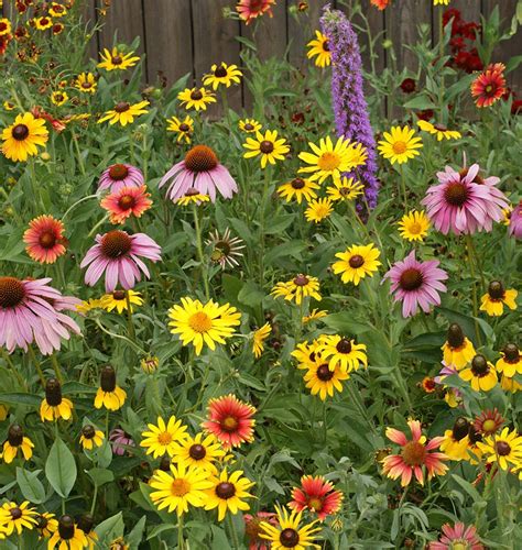 Plant The Great Lakes Wildflower Blend Anywhere In North America But