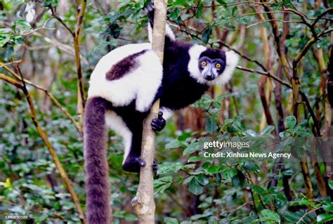 A Coquerels Sifaka Or Crowned Sifaka A Type Of Medium Sized Lemur