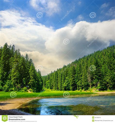 Pine Forest And Lake Near The Mountain Stock Photo Image