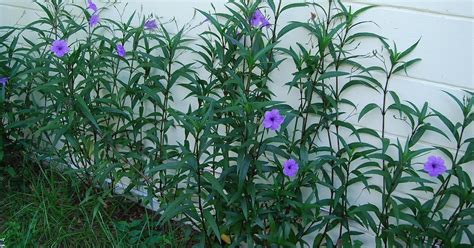 Its attractive foliage takes on a darker hue of purple in full sun to make it among the best flower landscape ideas. Florida Native Plant Society Blog: Mexican Petunia: A ...