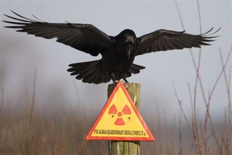 Photos Show How Wildlife Is Returning To Chernobyl After Nuclear