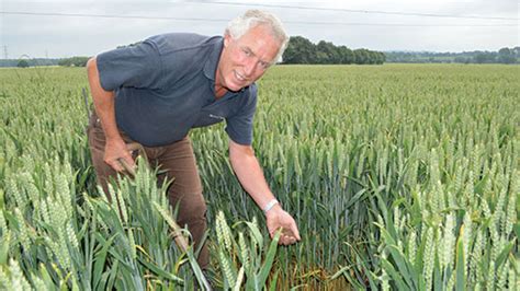 World Wheat Record Attempt Turns To Water Farmers Weekly
