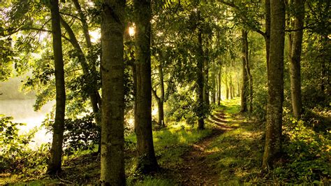 Download Wallpaper 2560x1440 Forest Trees Rays Sun Path Widescreen