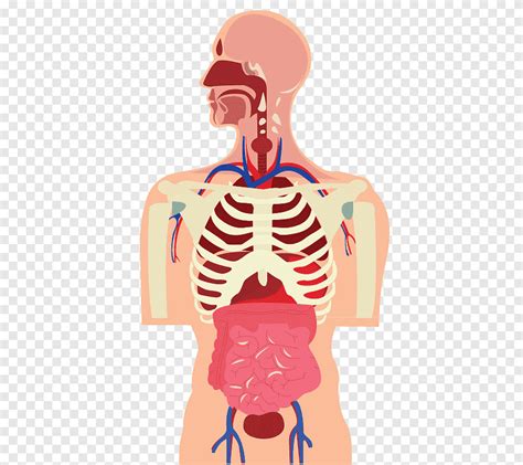 Human Organs Anatomy Clipart The Human Body Biology C