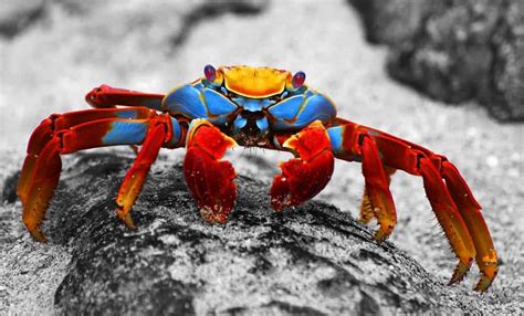 Curiosidade Sobre O Caranguejo