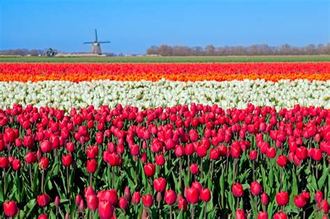 Campos De Flores Na Holanda Arquidicas