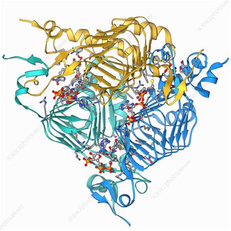 Galactoside Acetyltransferase Molecule Stock Image F0069400