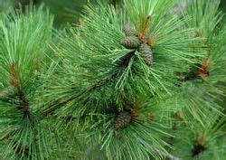 Pine of eastern north america having long needles in bunches of two and reddish bark • syn: Red Pine - Minnesota State Tree also called Norway Pine ...