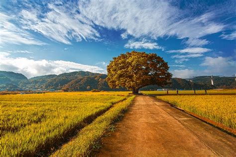 Fields Countryside South Korea Free Photo On Pixabay